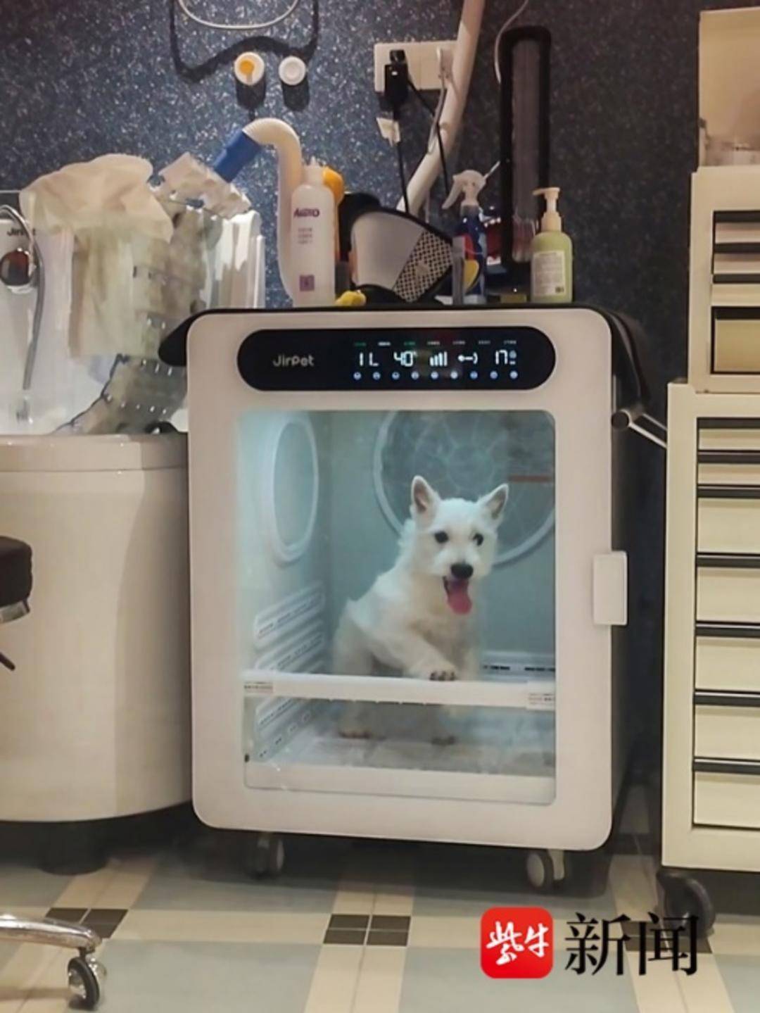 節前寵物美容需求量激增，美容師預約單已排至除夕夜