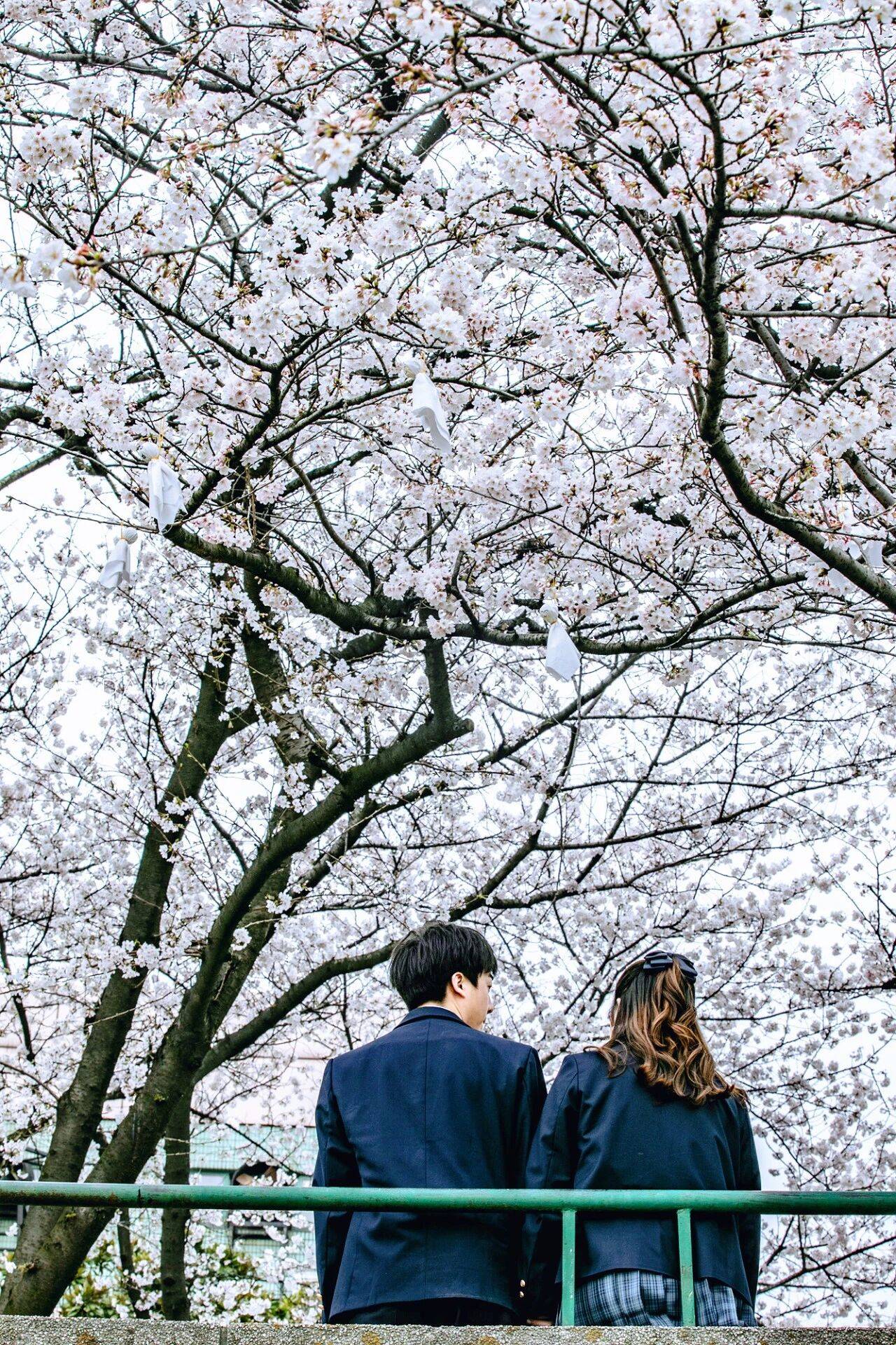 原創武漢賞櫻攻略請收藏！除了武大和東湖，還有這些免費打卡地哦