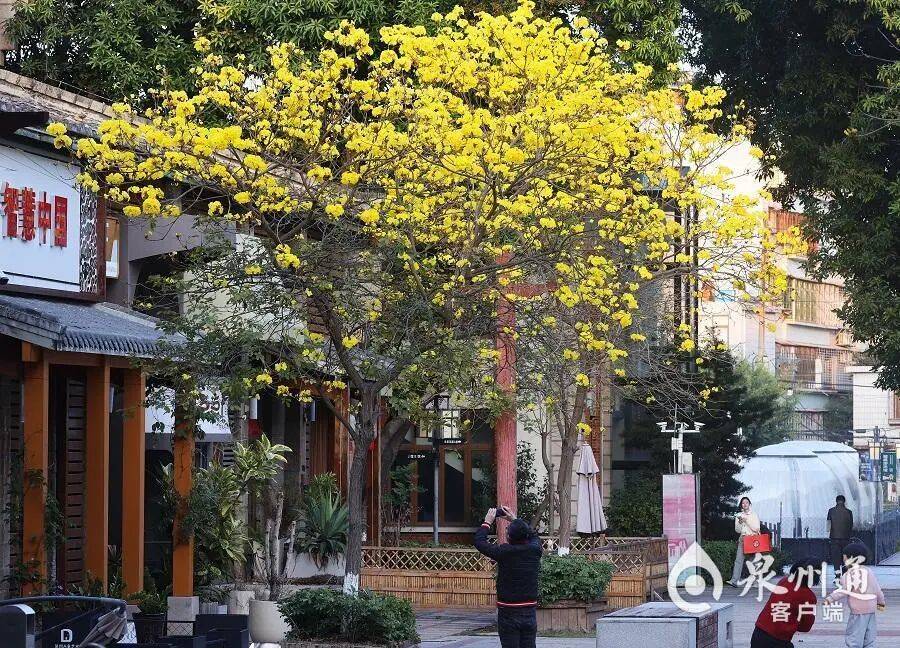 收藏！泉州春日賞花去哪裡？花期+地址全攻略