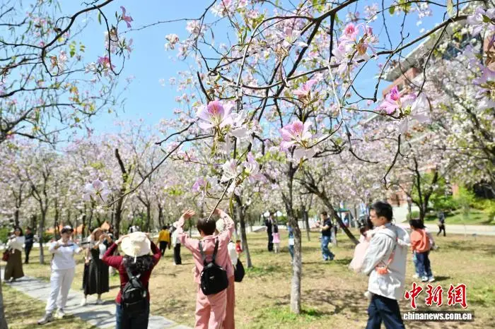 廣州：華南農業大學宮粉紫荊盛放