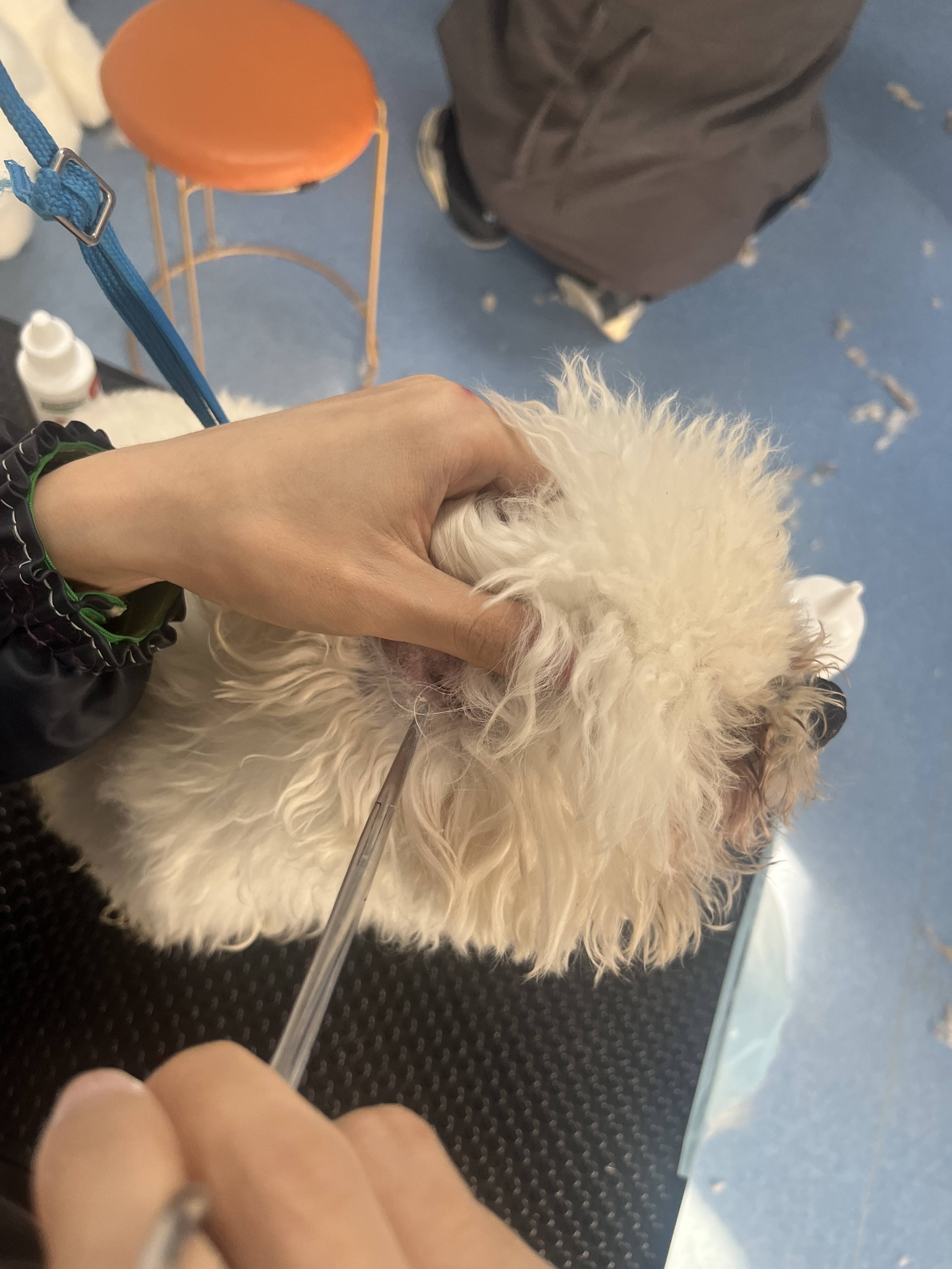 彙總靠譜的寵物美容培訓推薦，有愛寵物美容培訓學校靠譜不