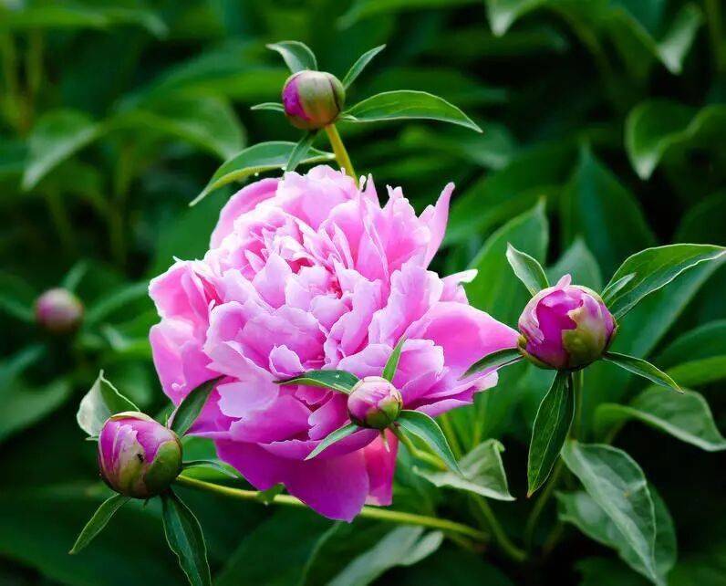 【寫生素材】花中宰相-芍藥花