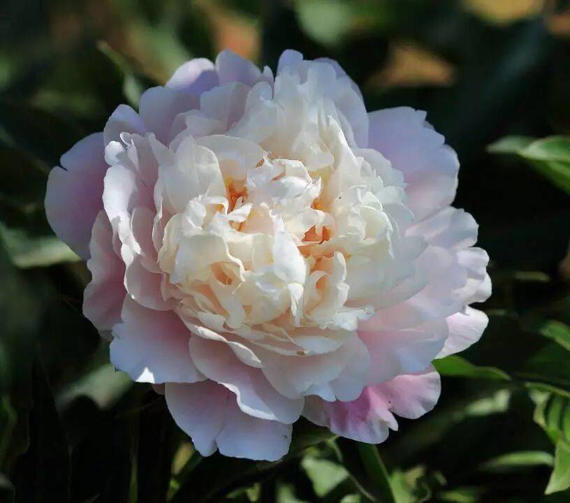 【寫生素材】花中宰相-芍藥花