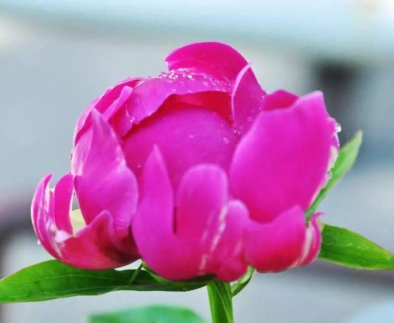 【寫生素材】花中宰相-芍藥花