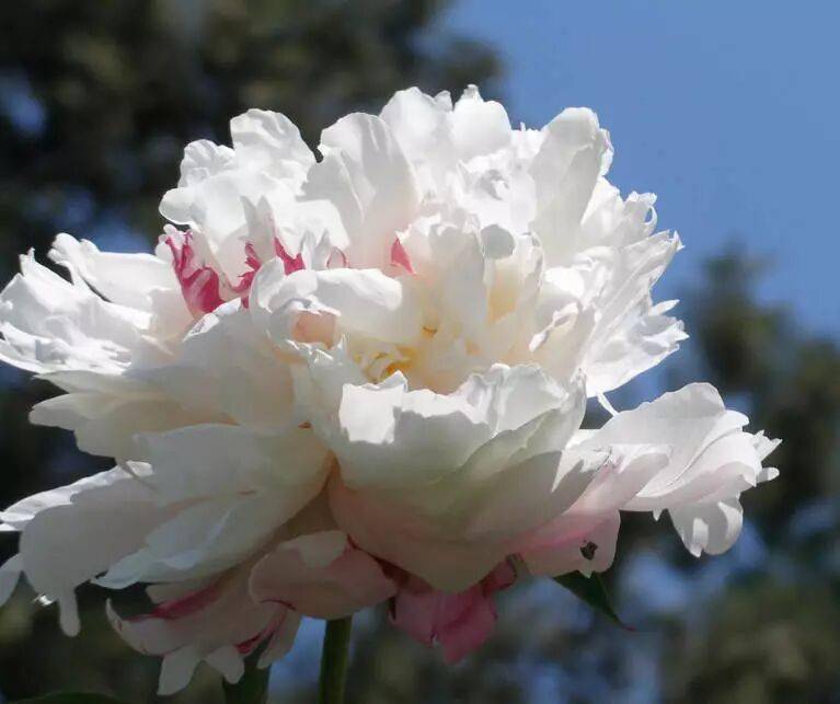 【寫生素材】花中宰相-芍藥花