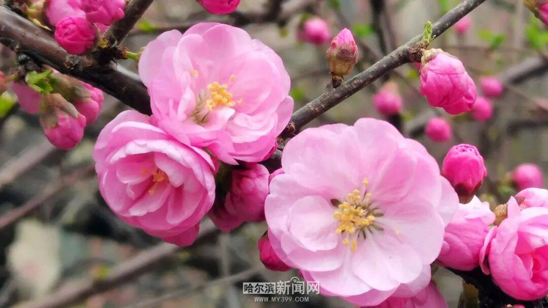 冰城榆葉梅開始綻放｜賞花地圖快收藏→