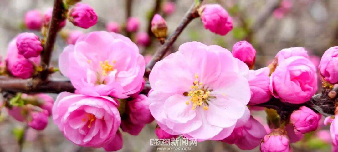 冰城榆葉梅開始綻放｜賞花地圖快收藏→