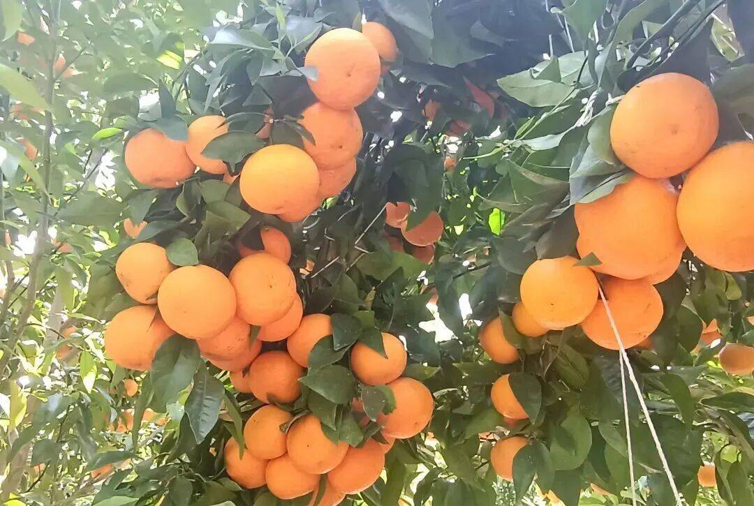 南澗縣：繪就移民新村民族團結新畫卷