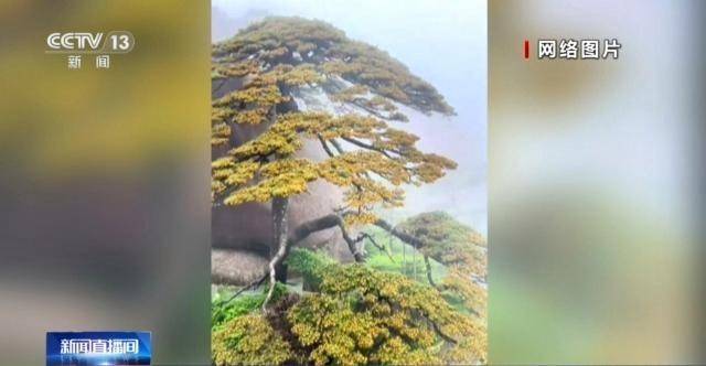 “黃山迎客鬆開花如披黃金甲”影片熱傳，實為往年素材