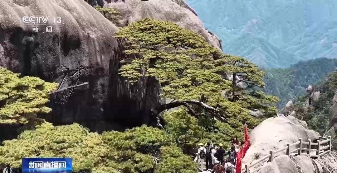 “黃山迎客鬆開花如披黃金甲”影片熱傳，實為往年素材