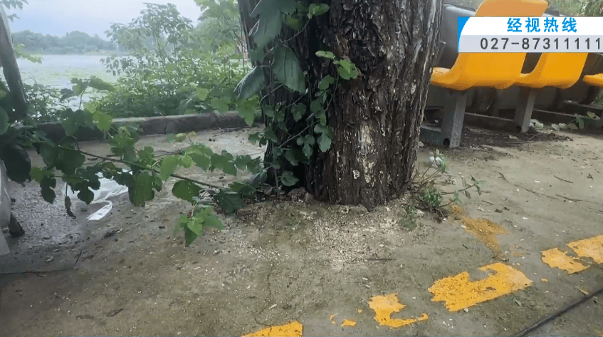 武漢東湖風景區多棵大樹被水泥封住引市民擔憂，商戶：此前沒注意，現在立即整改；相關部門將派人現場檢視