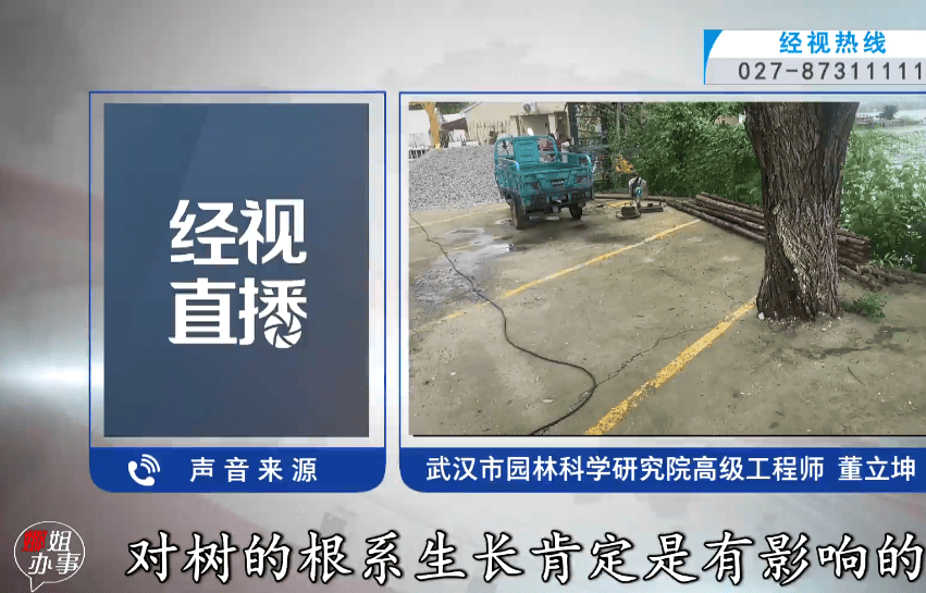 武漢東湖風景區多棵大樹被水泥封住引市民擔憂，商戶：此前沒注意，現在立即整改；相關部門將派人現場檢視