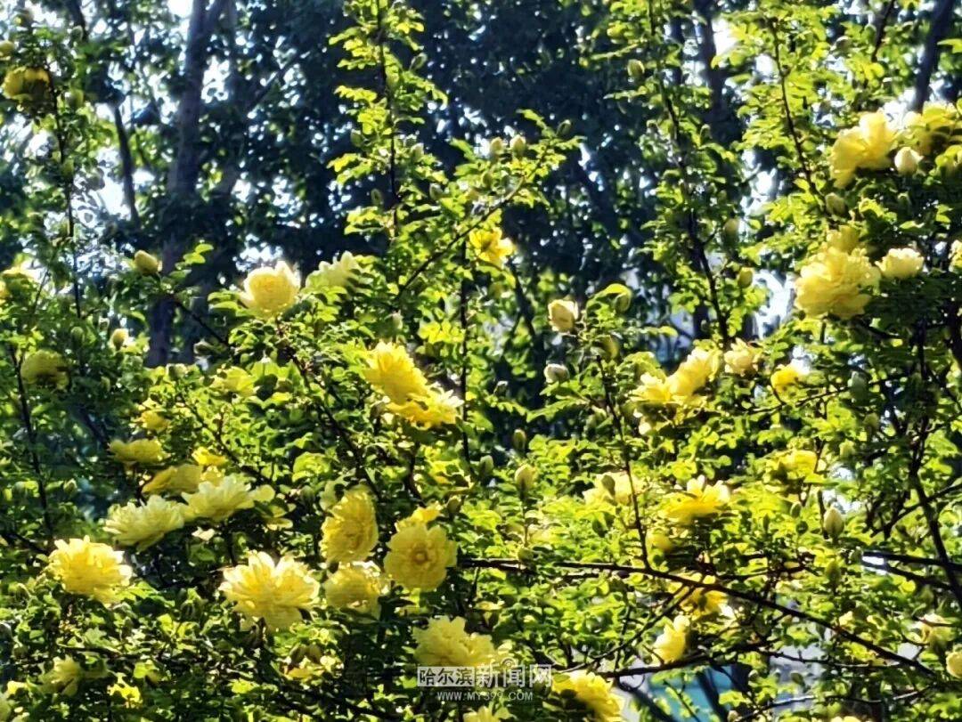 金花爭豔｜冰城黃刺玫迎來盛放季節，賞花地圖快收藏