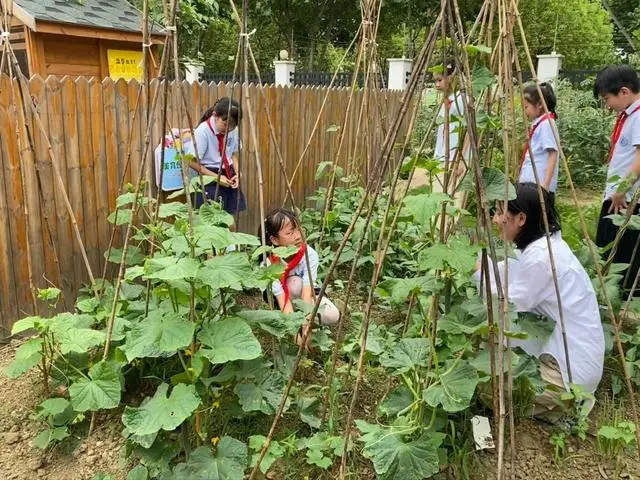 合肥市倫先小學：採摘沁香蔬果，勞動樂享成長