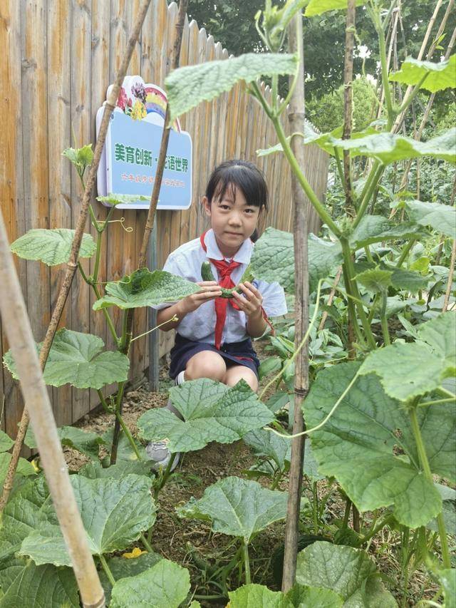 合肥市倫先小學：採摘沁香蔬果，勞動樂享成長