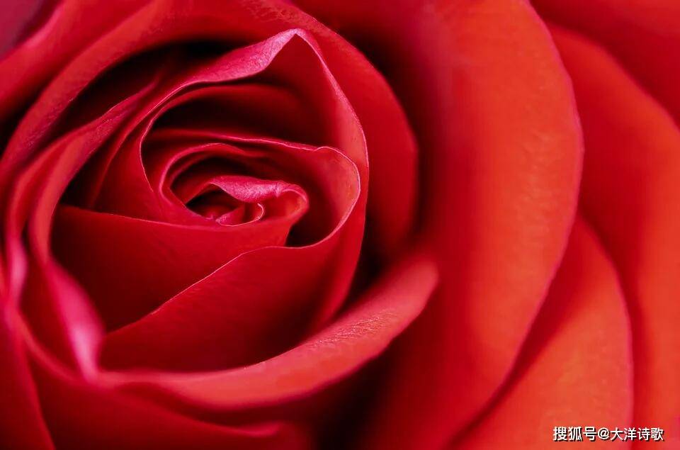 原創大洋詩歌：桃花落在青石板，晨風把它吹成一座山