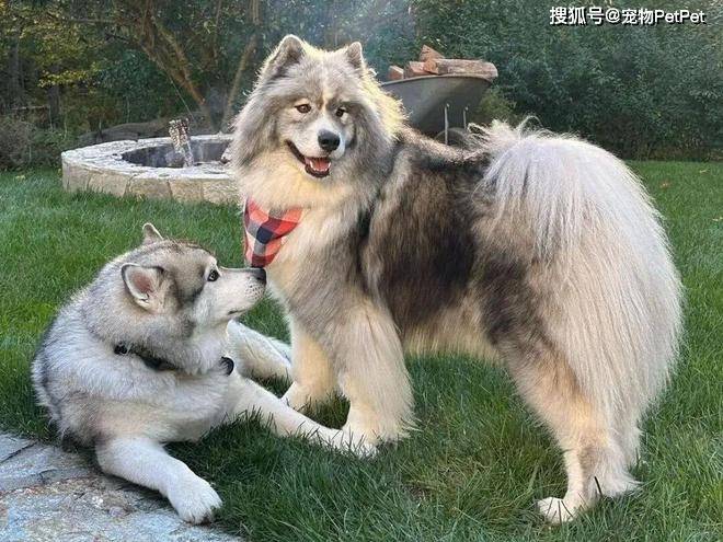 原創薩摩耶髒成小灰狗，美容師狂洗6小時，搓到懷疑人生！