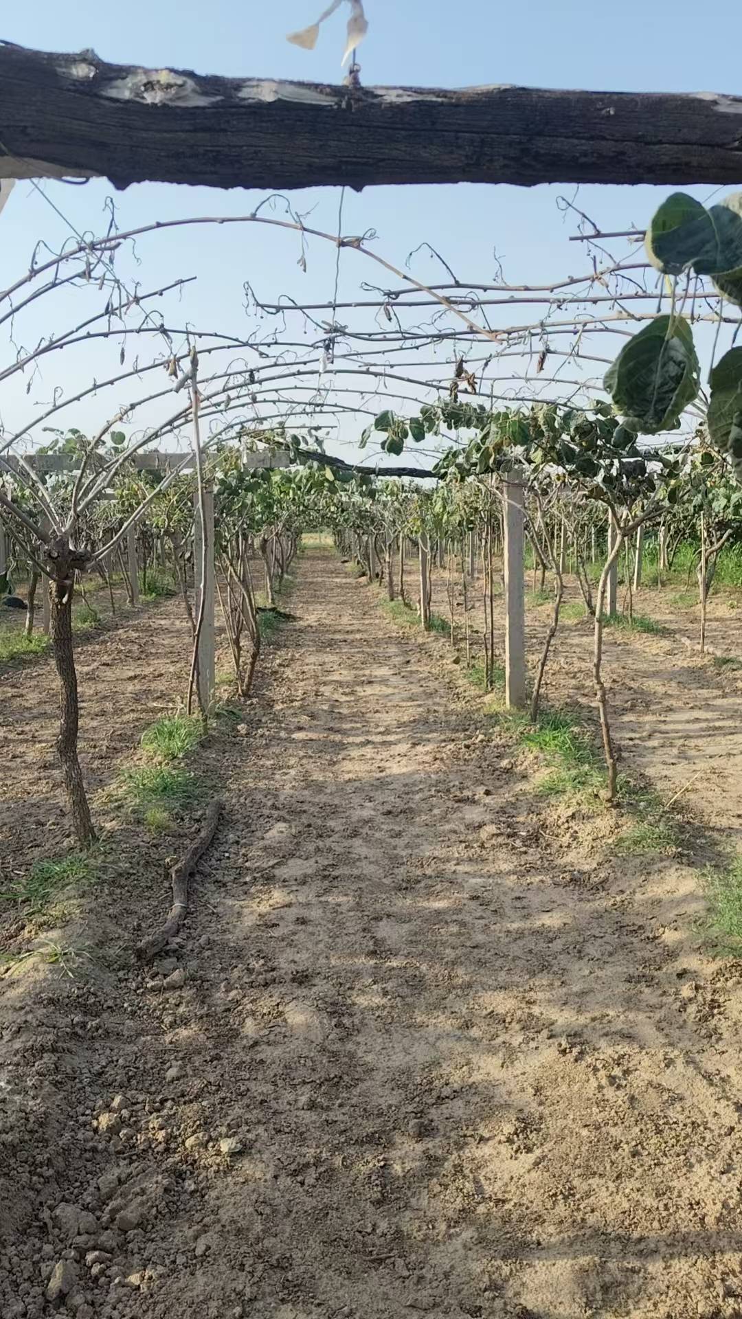 陝西一地農戶遭遇一肥兩重天：施肥地塊枯死絕收，未施區域枝繁葉茂；磷肥數次檢測均合格，謎團難破
