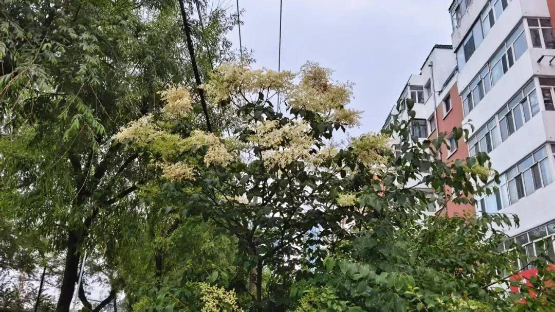 “高個子”丁香壓軸！哈市暴馬丁香進入綻放季，賞花地圖快收藏——