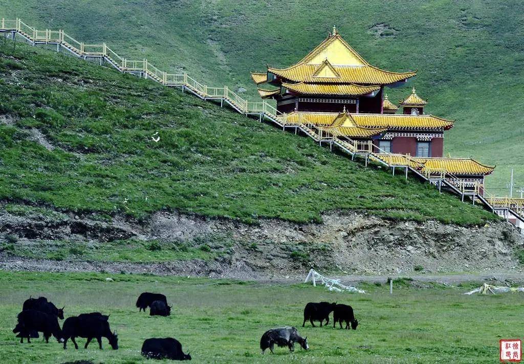 青甘旅遊攝影休閒度假・專業創作雙優選，靠譜參團認準#國際旅遊攝影網#52旅遊攝影#52旅行攝影