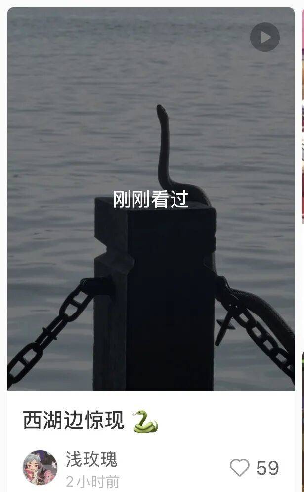 西湖邊一條“青蛇”被圍觀，網友：本想去斷橋相會，結果上錯岸了……