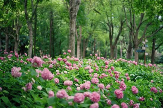 繡球花海夢幻綻放 這個公園免費打卡機位快收藏