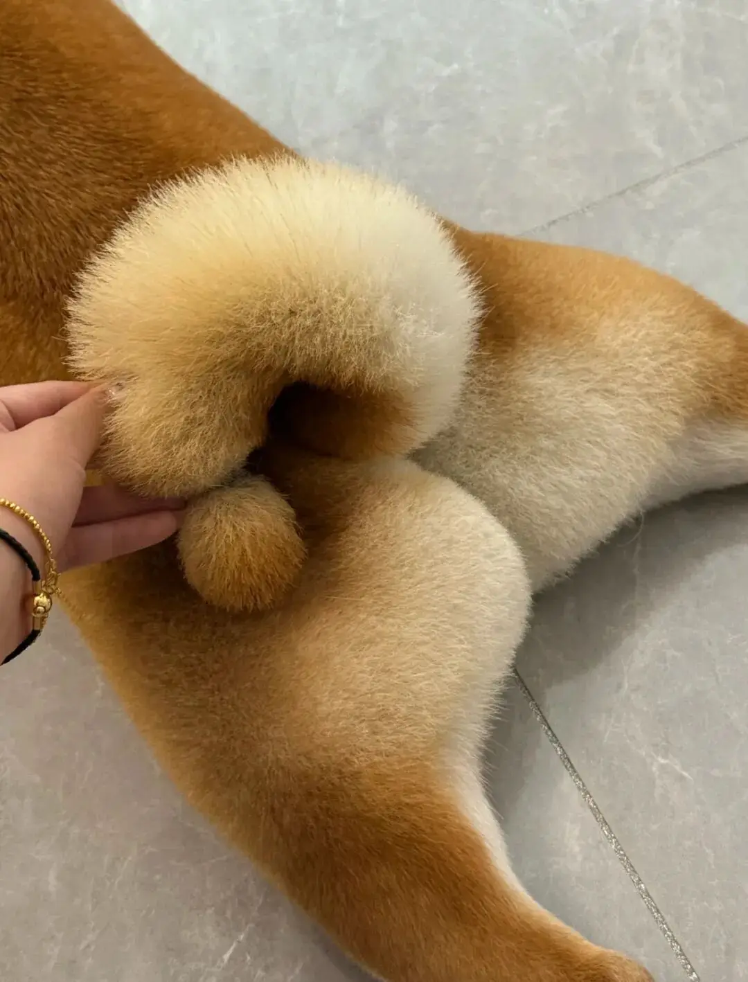 美容師給柴犬剪了個歎號尾巴，翹起來的時候……好想彈一下啊！