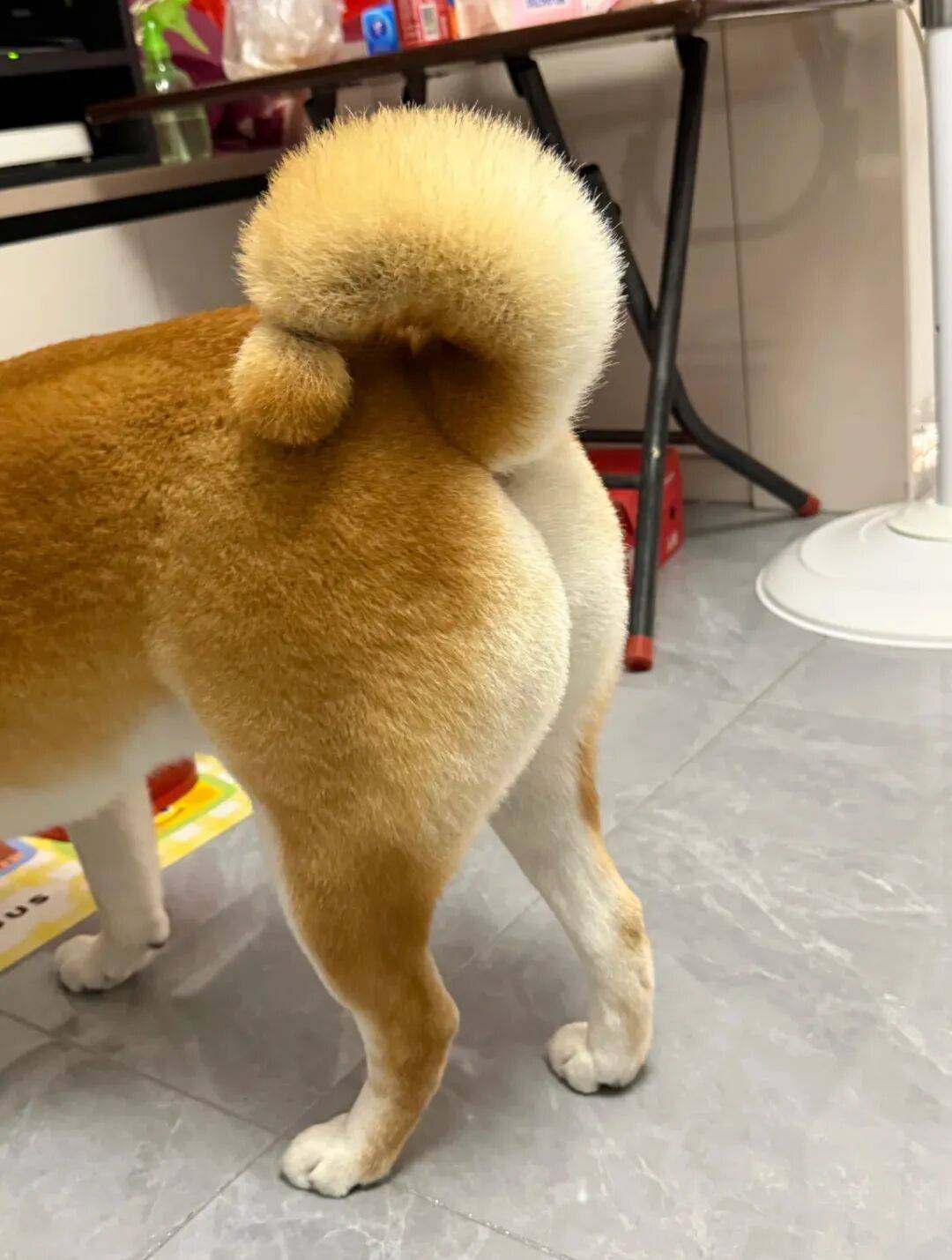 美容師給柴犬剪了個歎號尾巴，翹起來的時候……好想彈一下啊！